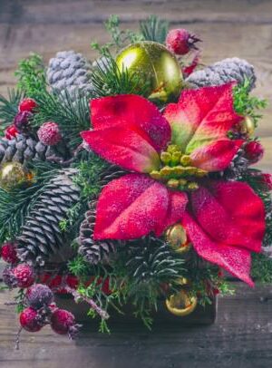 Poinsettia Plant